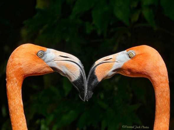 Nice to Meet You (Flamingos)