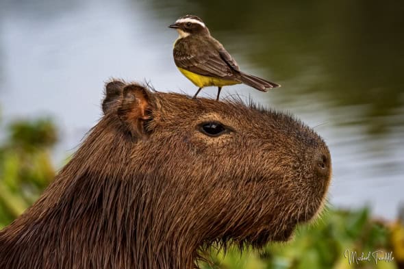 Two in One (Capybara & Rusty-margined Flycatcher)