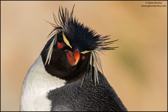 Rockhopper Penguin