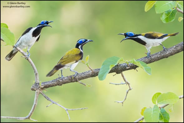 Blue-faced Honeyeater (Entomyzon Cyanotis)