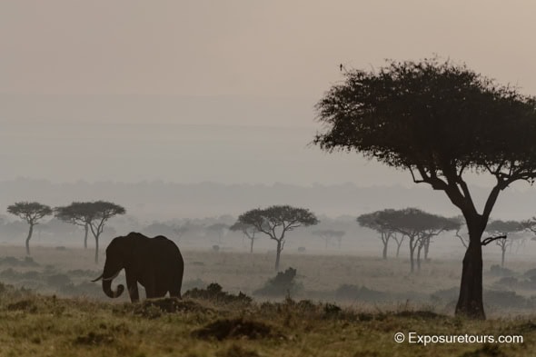 Foggy Savannah Dawn with Elephant