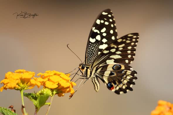 Citrus Swallowtail