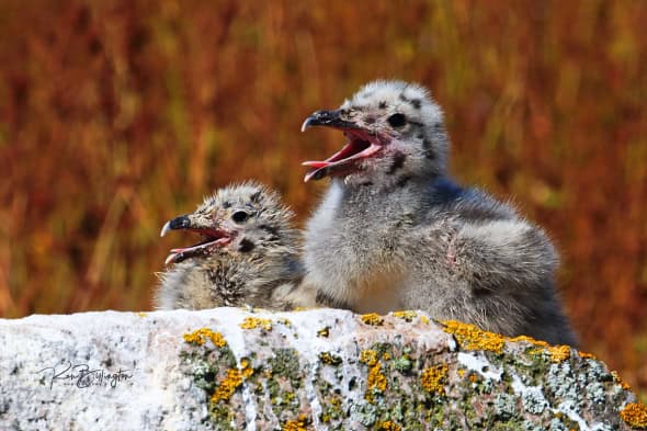 Great Black Backed Gull Chicks