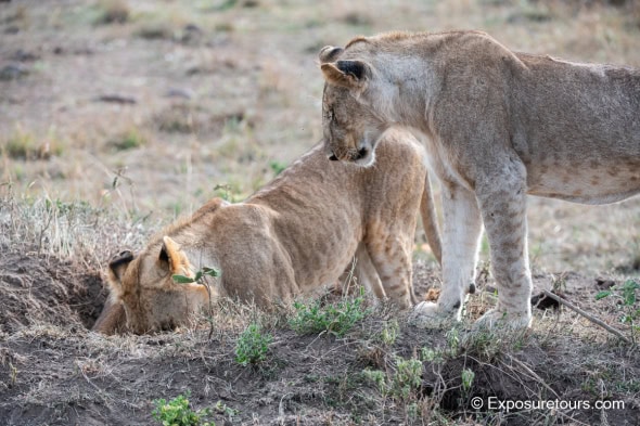 Digging for Warthog