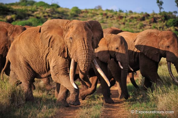 Elephant Crossing