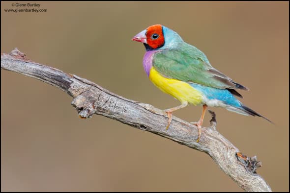 Gouldian Finch (Chloebia Gouldiae)