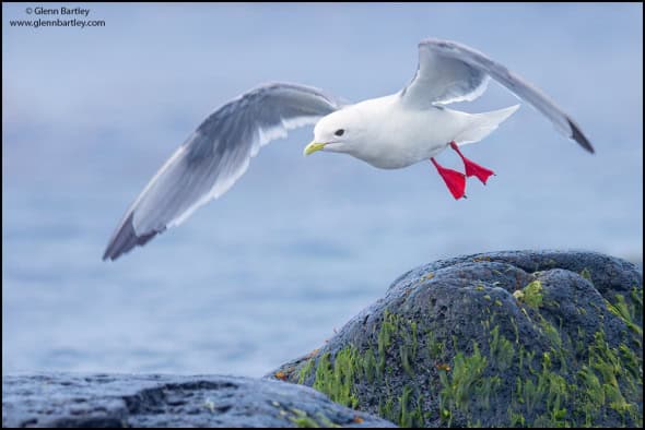 Red Slippers (Red-legged Kittiwake)