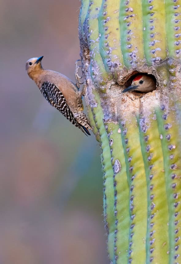 Male and Female Gila Woodpeckers