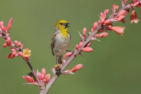 The Tiny Verdin Singing