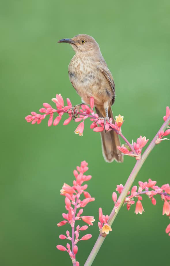 Posing Curve-billed Thrasher