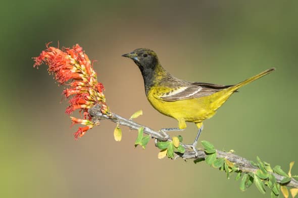 Scott's Oriole on Blooming Ocotillo