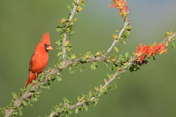 The Desert Subspecies of Northern Cardinal with a Longer Crest and Redder Plumage.