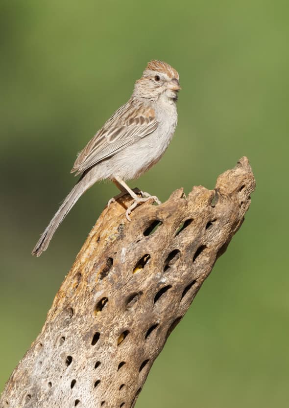 The Handsome Rufous-winged Sparrow