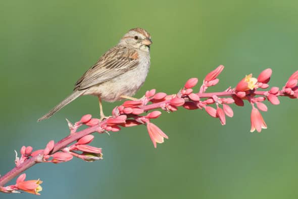 The Subtle Rufous-winged Sparrow on Red Yucca