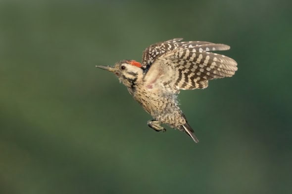 The Tiny Ladder-backed Woodpecker