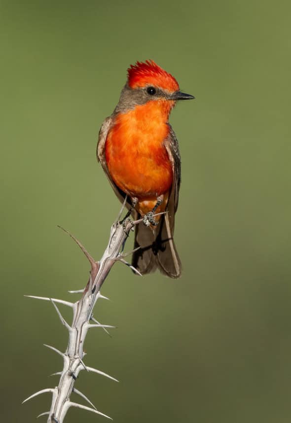 Vermilion Flycatcher