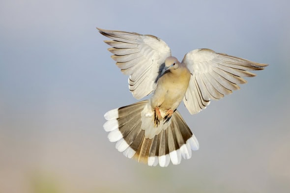 White-winged Dove in Angel Pose