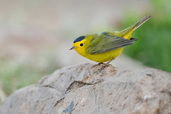 Wilson's Warbler