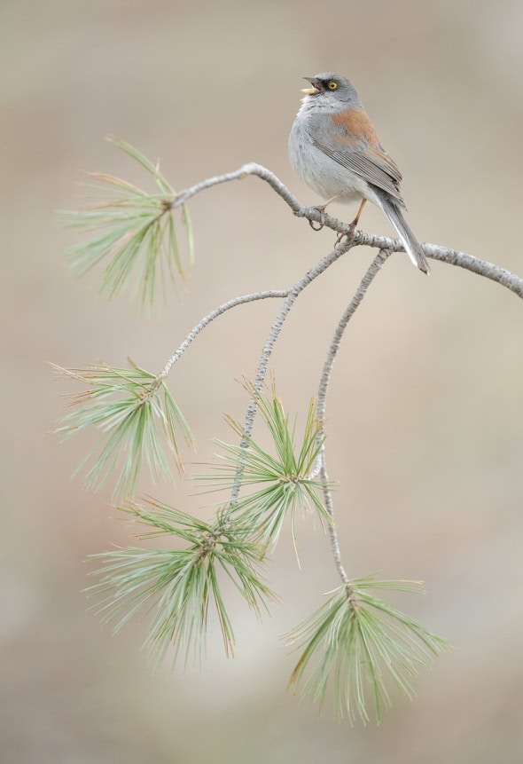 Yellow-eyed Junco