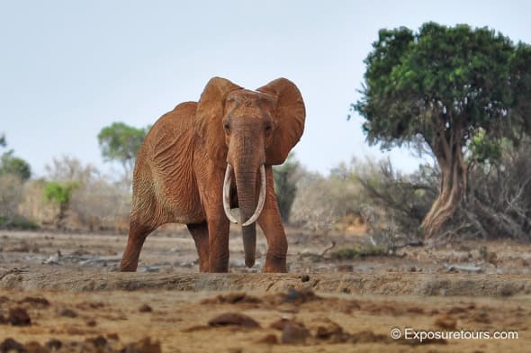 Elephant in Landscape