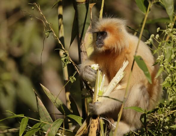 Bamboo Lunch