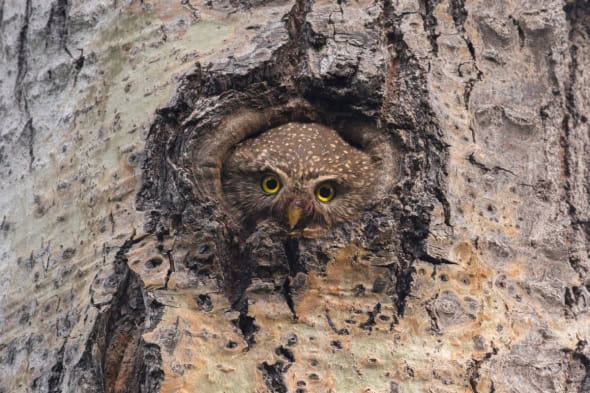 Northern Pygmy-owl Nest