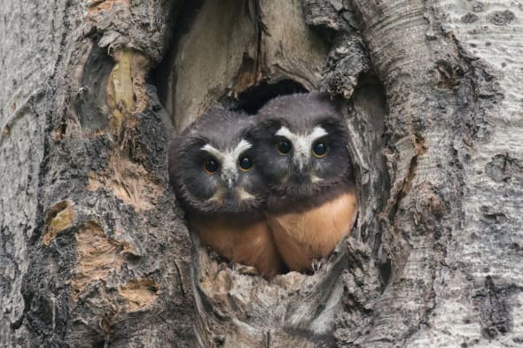 Northern Saw-whet Owl Nestlings