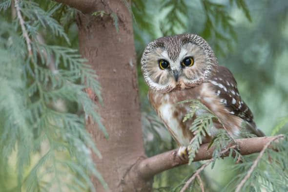 Northern Saw-whet Owl