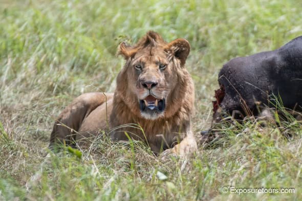 Male Lion with Kill