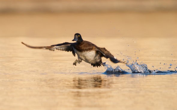 Running Duck