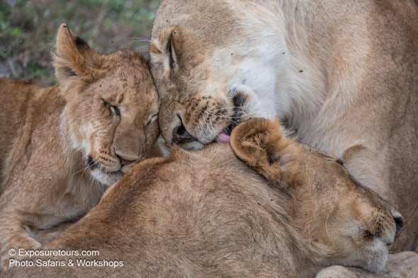 Lion Family Moment