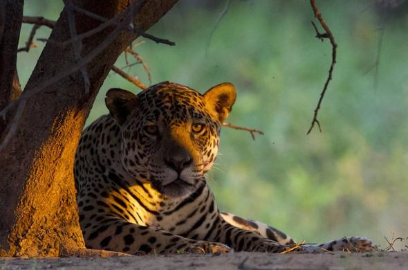 Jaguar at Sunset