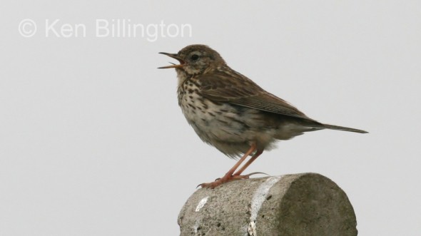 Meadow Pipit (Anthus pratensis) (01)