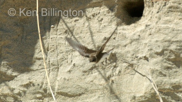 Sand Martin (Riparia riparia) 