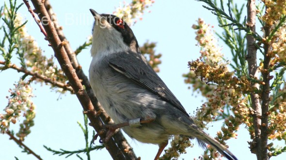 Sardinian Warbler (Sylvia melanocephala) 