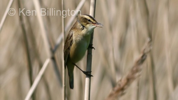 Sedge Warbler (Acrocephalus schoenobaenus) 