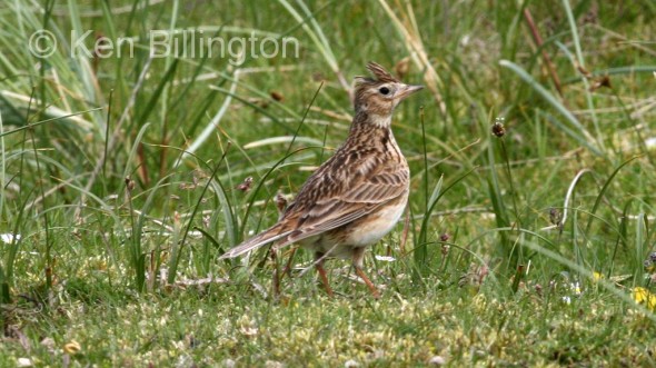 Eurasian Skylark (Alauda arvensis) 