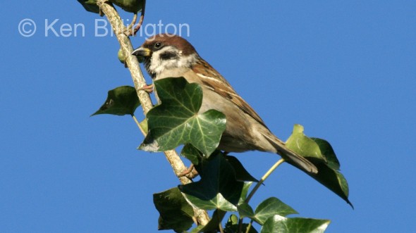 Tree Sparrow (Passer montanus) 