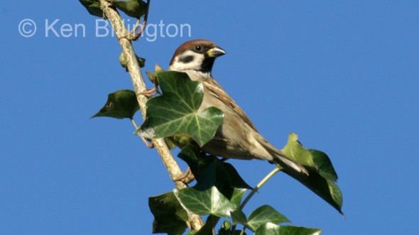 Tree Sparrow (Passer montanus) 