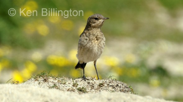 Wheatear (Oenanthe oenanthe) 