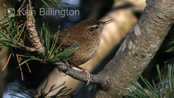 Wren (Troglodytes troglodytes) 