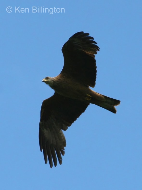 Black Kite (Milvus migrans) (03)