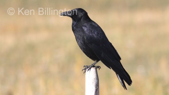 Carrion Crow (Corvus corone) 