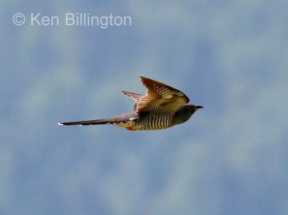 Common Cuckoo (Cuculus canorus) (01)