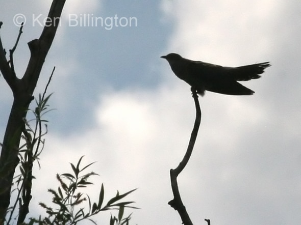 Common Cuckoo (Cuculus canorus) (04)