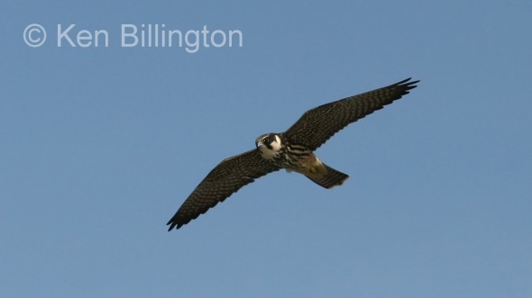 Eurasian Hobby (Falco subbuteo) 