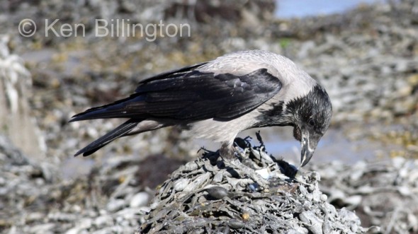 Hooded Crow (Corvus cornix) 