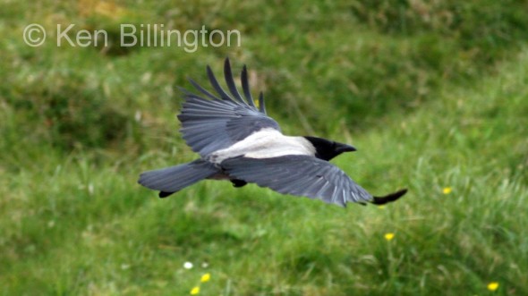 Hooded Crow (Corvus cornix) 