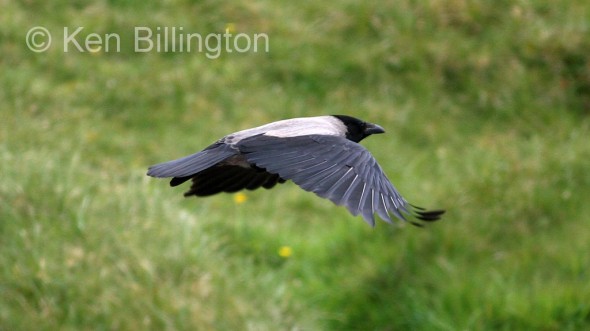 Hooded Crow (Corvus cornix) 