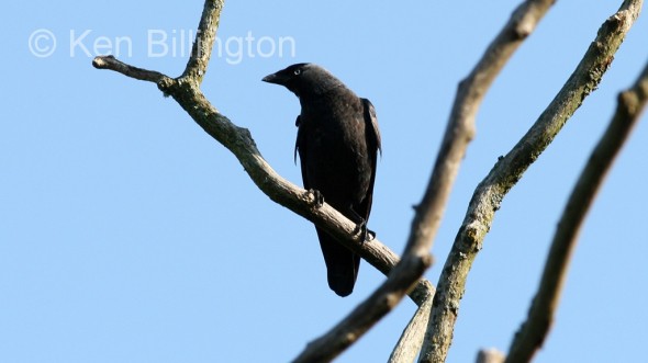 Jackdaw (Corvus monedula) 